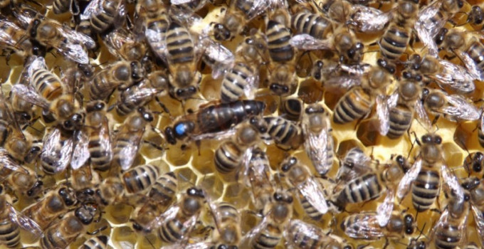 Продам пчеломаток 2020 от производителя Карпатской породи и Крника Белгородская обл