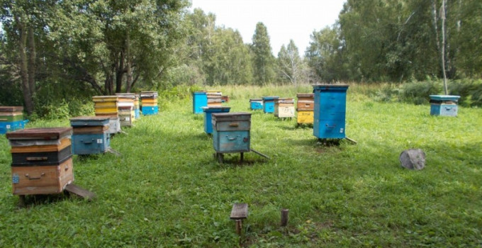 Продам алтайский мед, Алтайский край