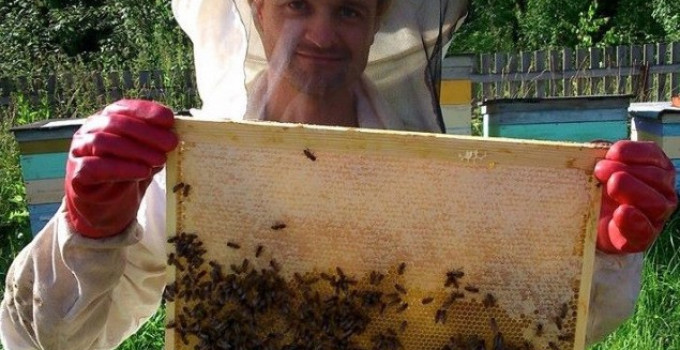 Мёд в сотах, Санкт-Петербург