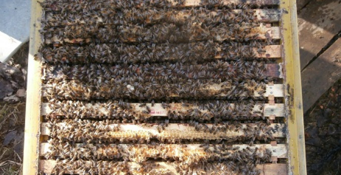 Среднерусских пчёл купить в С-Петербурге, Санкт-Петербург