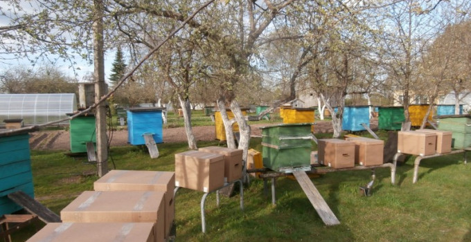 Среднерусских пчёл купить в С-Петербурге, Санкт-Петербург