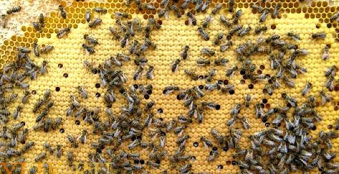 Серые горные кавказские пчёлы (кавказянки) пчелопакеты и пчелосемьи (уже в С-Петербурге), Санкт-Петербург