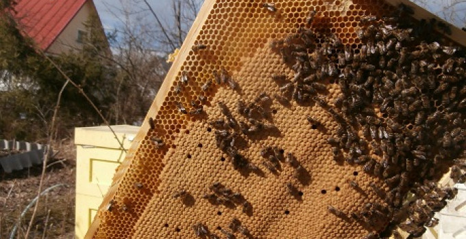 Серые горные кавказские пчёлы (кавказянки) пчелопакеты и пчелосемьи (уже в С-Петербурге), Санкт-Петербург