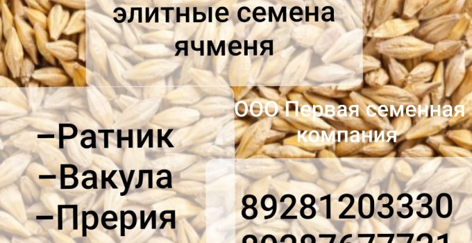 Семена ячменя ярового Космос,  Вакула,  Эней