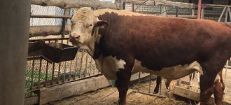 Продажа быка казахской белоголовой породы