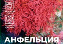 Молотые водоросли анфельции