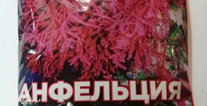 Молотые водоросли анфельции