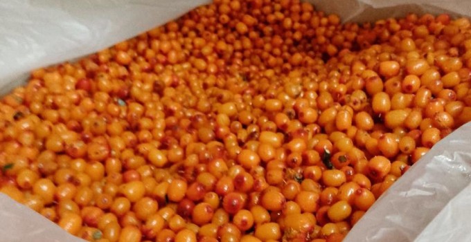 🍇 *СВЕЖЕЗАМОРОЖЕННЫЕ ЯГОДЫ ОПТОМ* 🍇ОТ КОМПАНИИ "Грибной Алтай"!