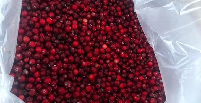 🍇 *СВЕЖЕЗАМОРОЖЕННЫЕ ЯГОДЫ ОПТОМ* 🍇ОТ КОМПАНИИ "Грибной Алтай"!