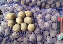 Семенной картофель 1я репродукция