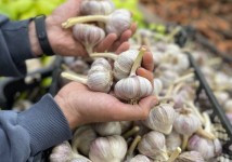 Семенной чеснок от производителя