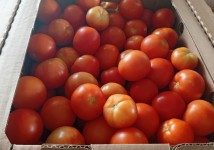 продам Томаты 2-й сорт