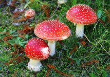 куплю мухомор красный и пантерный оптом