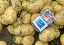 Молодой картофель оптом  от производителя 5+