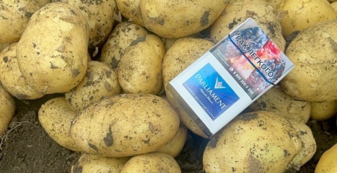 Молодой картофель оптом  от производителя 5+