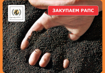 Закупаем рапс (ГОСТ)