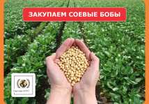 Закупаем соевое бобы