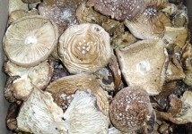 МУХОМОР ПАНТЕРНЫЙ СУХОЙ