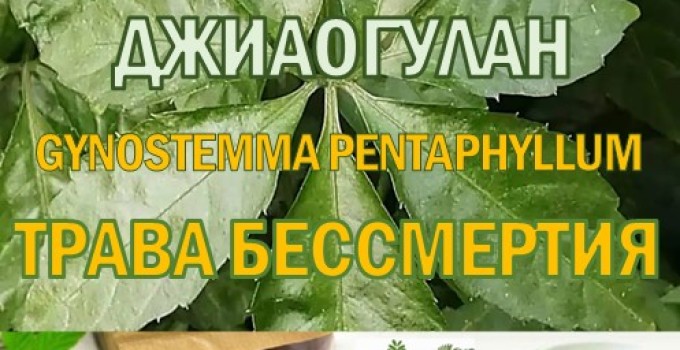 Фиточай Джиаогулан. Гинестемма пятилистная. Южный женьшень