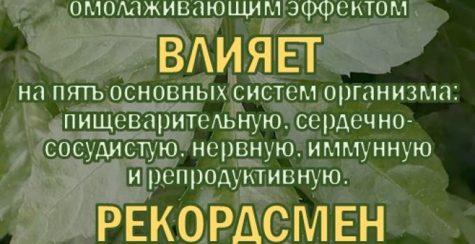 Фиточай Джиаогулан. Гинестемма пятилистная. Южный женьшень
