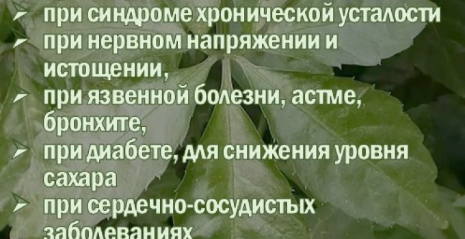 Фиточай Джиаогулан. Гинестемма пятилистная. Южный женьшень