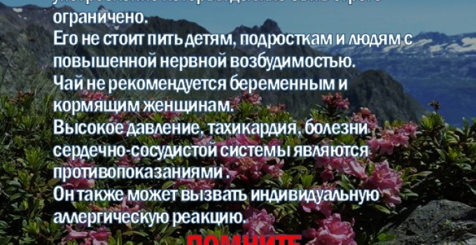 Фиточай Саган-Дайля. Белое Крыло