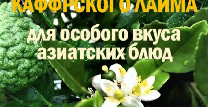 КАФФИР-ЛАЙМ. МАКРУТ. Лист сушеный