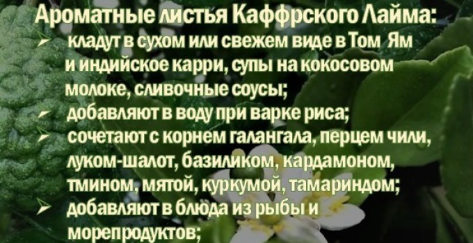 КАФФИР-ЛАЙМ. МАКРУТ. Лист сушеный