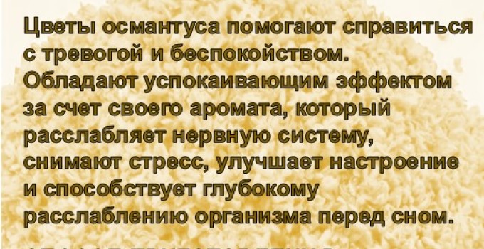 Функциональный купаж «Королева Вдохновения». Зелёный чай №95 и цветы Османтуса