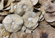 Мухомор пантерный свежий чистый