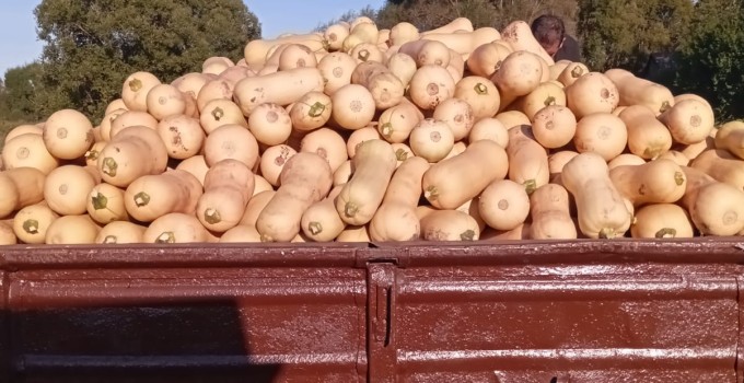 Тыква Плуто