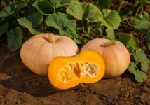 Продам тыкву Романтика