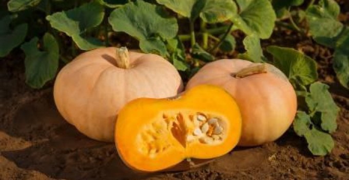 Продам тыкву Романтика