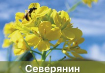 Семена Озимого рапса Северянин