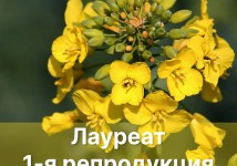 Семена Озимого рапса Лауреат, 1-я репродукция
