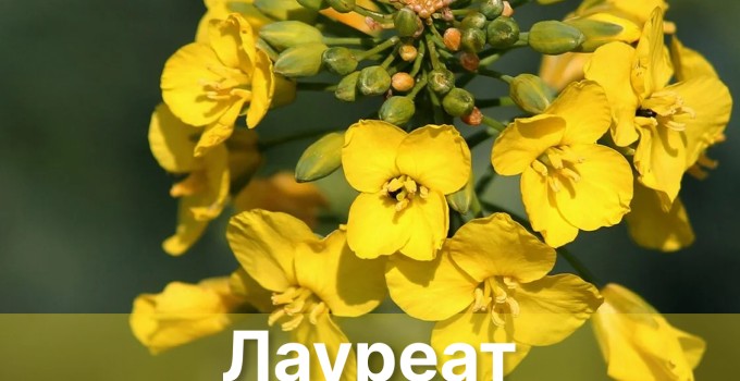 Семена Озимого рапса Лауреат, 1-я репродукция