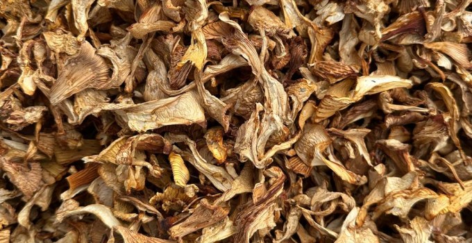 ПРОДАМ АЛТАЙСКУЮ ЛИСИЧКУ