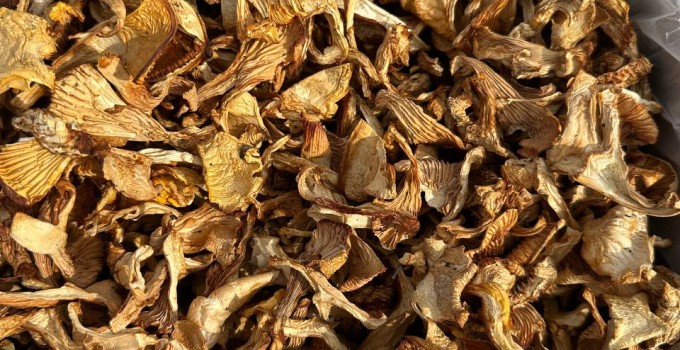 ПРОДАМ АЛТАЙСКУЮ ЛИСИЧКУ