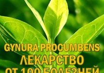 Фиточай Джинура Прокумбенс. ProGynuru. Гинура. Сушёный лист