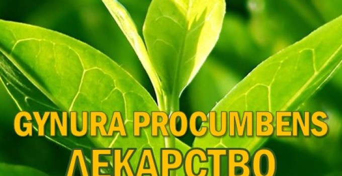 Фиточай Джинура Прокумбенс. ProGynuru.​ Гинура. Сушёный лист