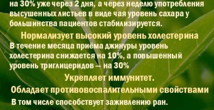 Фиточай Джинура Прокумбенс. ProGynuru.​ Гинура. Сушёный лист