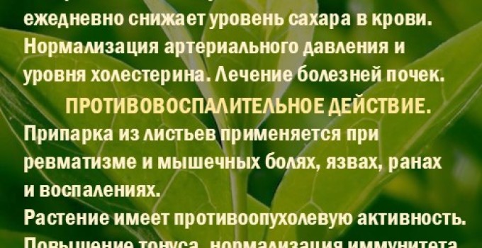 Фиточай Джинура Прокумбенс. ProGynuru.​ Гинура. Сушёный лист