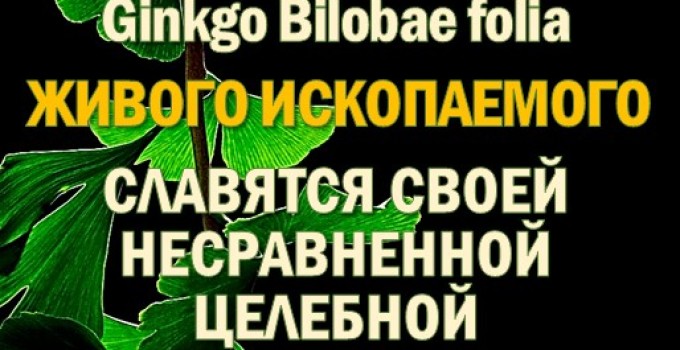 Функциональны чай. Листья Гинкго двулопастного Ginkgo Bilobae folia