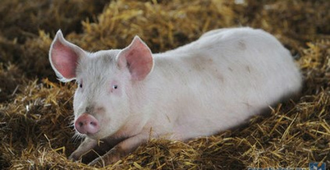 Срочно свинина от фермера опт живым весом