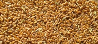 Реализуем пшеницу