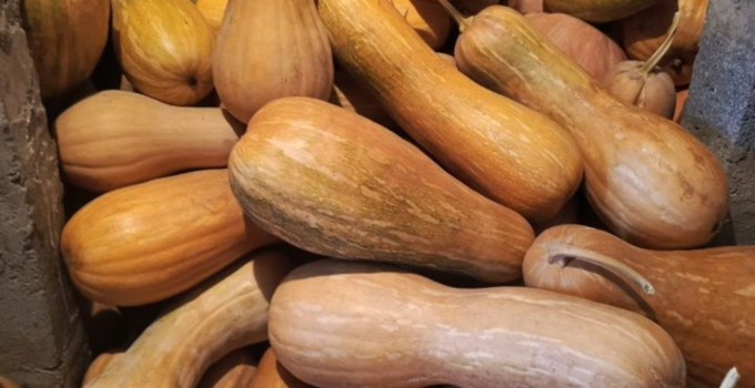 Продам или обменяю тыкву