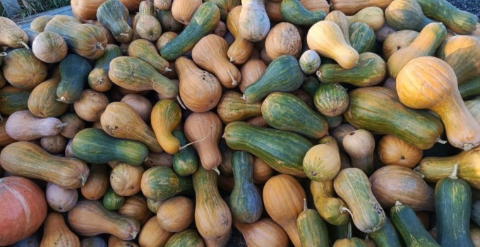 Продам или обменяю тыкву