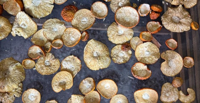 Продам сушёный мухомор