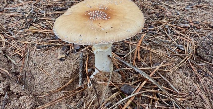 Продам сушёный мухомор