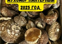 ПАНТЕРНЫЙ МУХОМОР